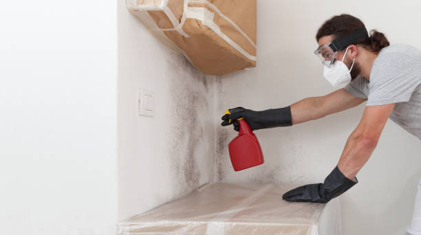 Professional Black Mold Remediation technician working in Welcome, MD