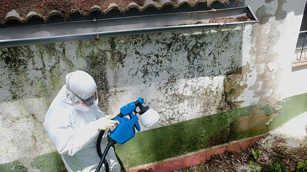 Top rated local Black Mold Remediation specialists in Welcome, MD